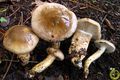 Hygrophorus dichrous